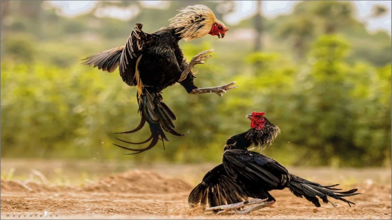 Đa dạng các giống gà được tham gia thi đấu mang đến sự kích thích thú vị 