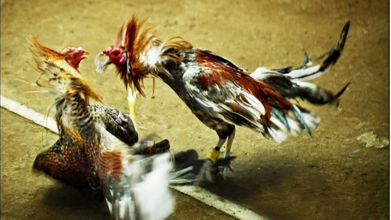 Đá gà trực tiếp thomo là một giải đấu đá gà đầy hấp dẫn và chuyên nghiệp